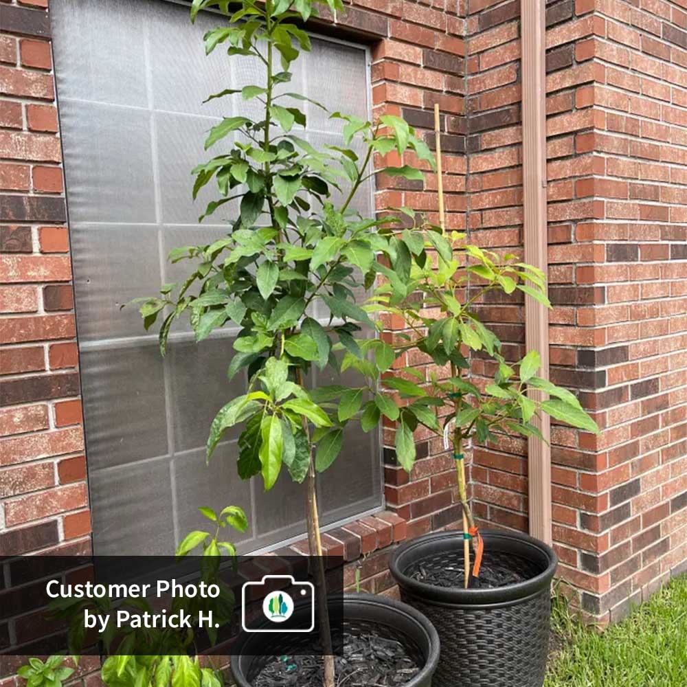 Cold Hardy Avocado Tree