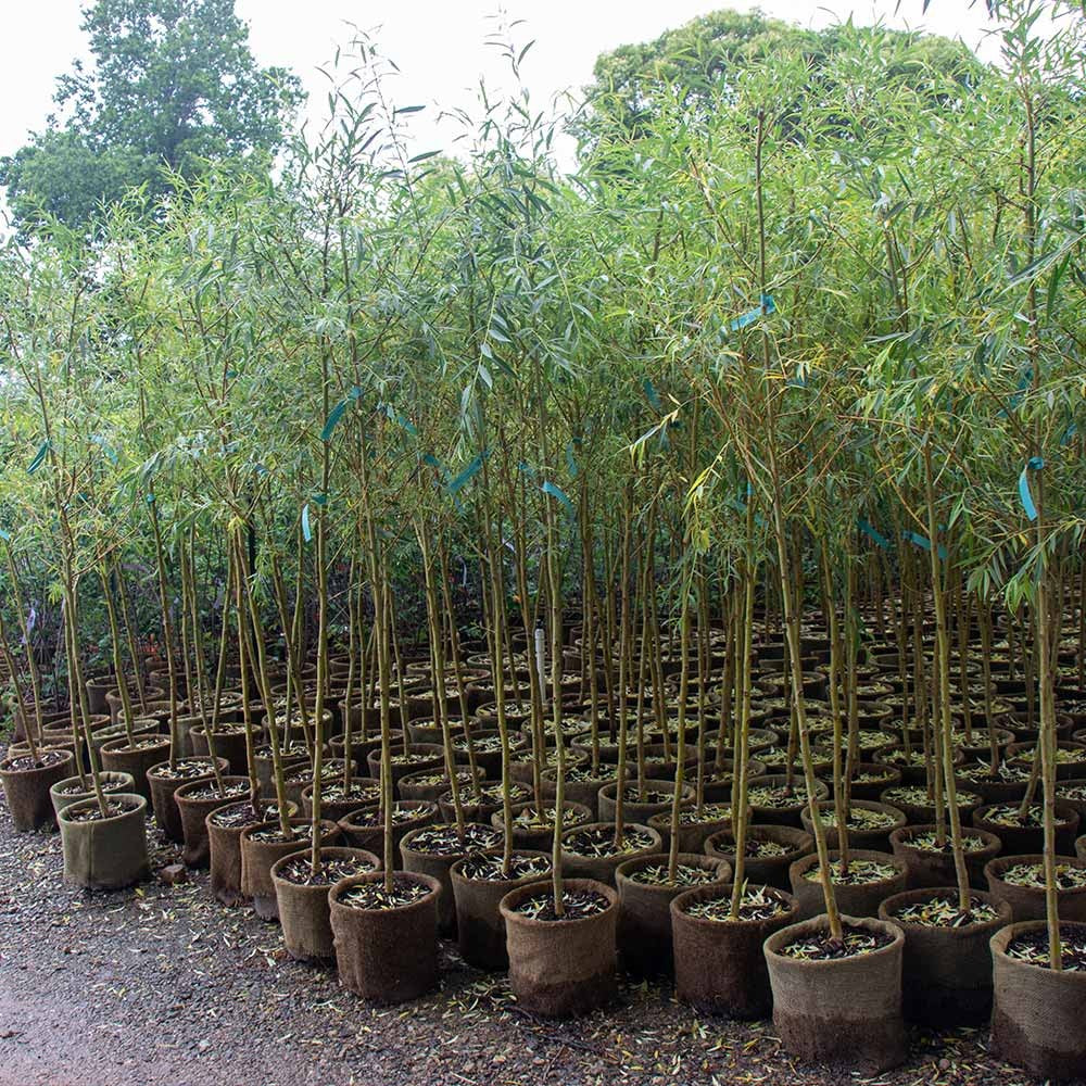 Niobe Golden Weeping Willow