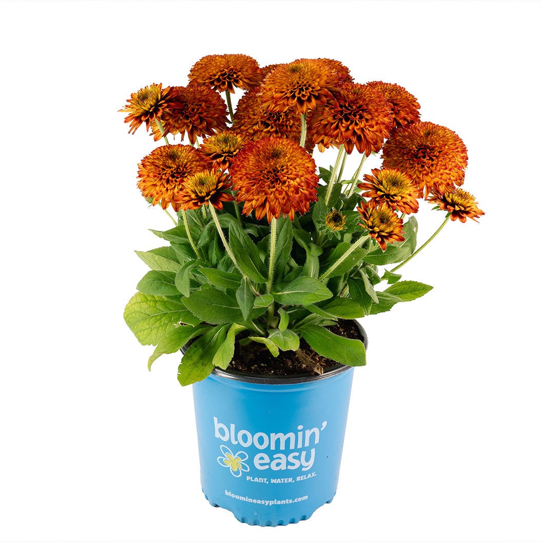 Solar SistersTM Black Eyed Susan Plant