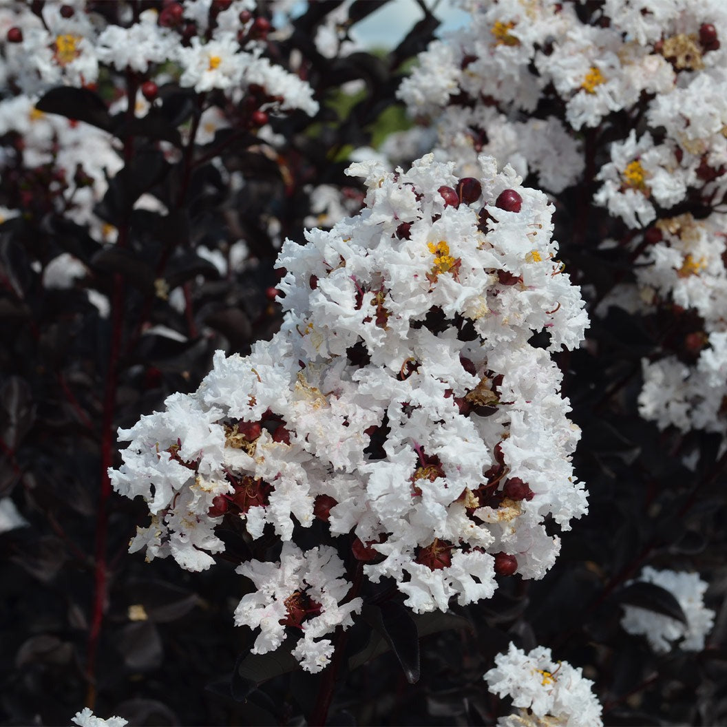 Black Diamond® CrystallineTM Crape Myrtle