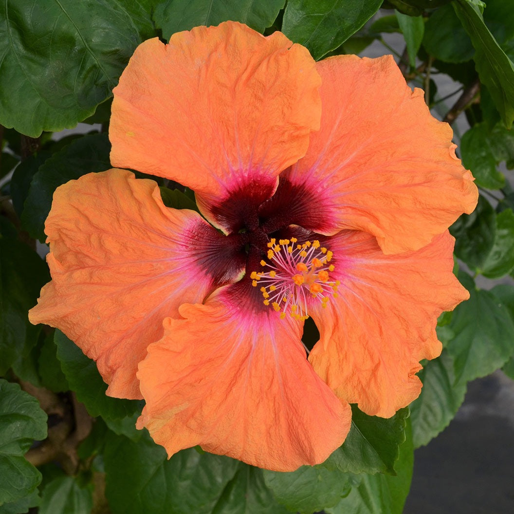 Disco DivaTM Hollywood® Hibiscus