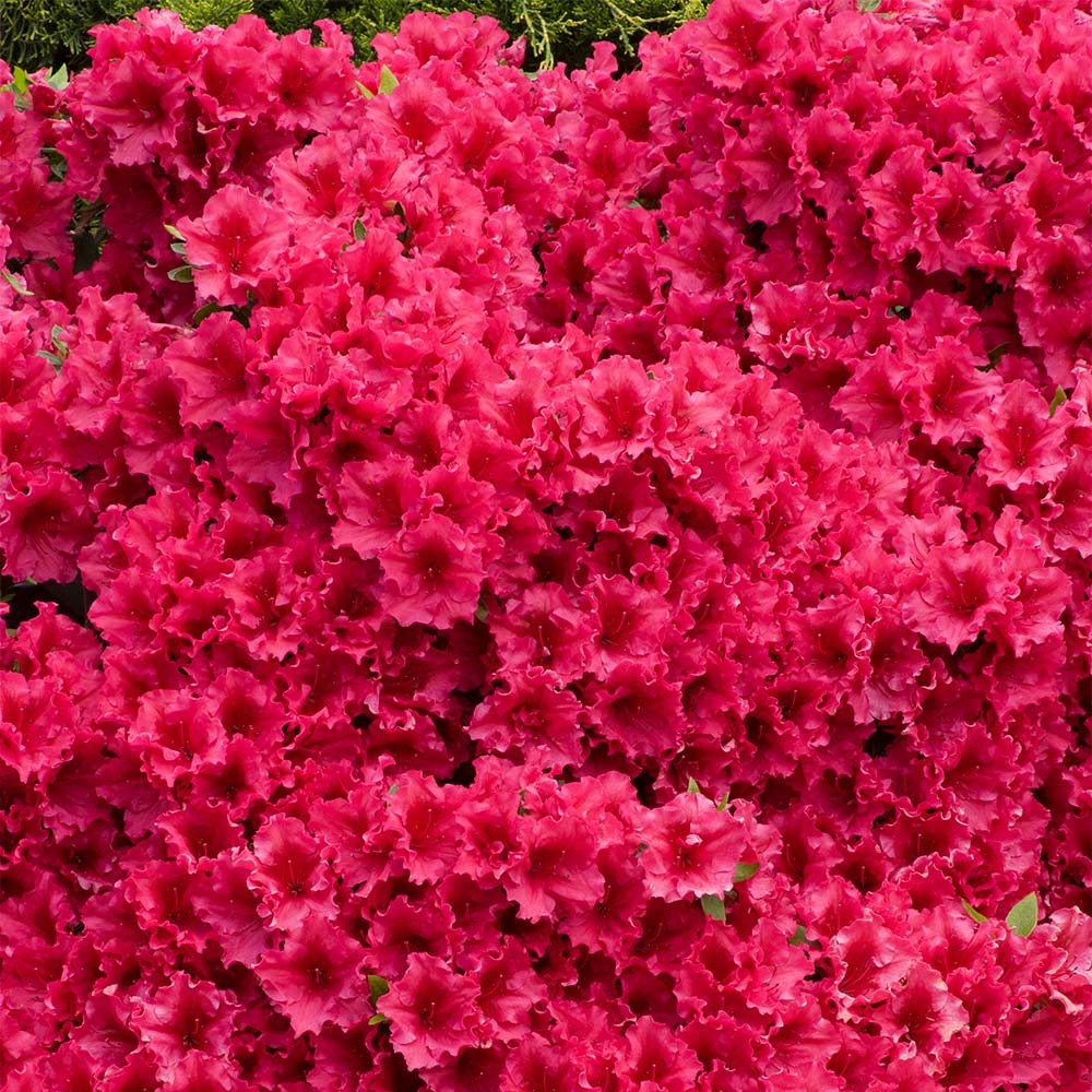 Red Ruffle Azalea Shrub