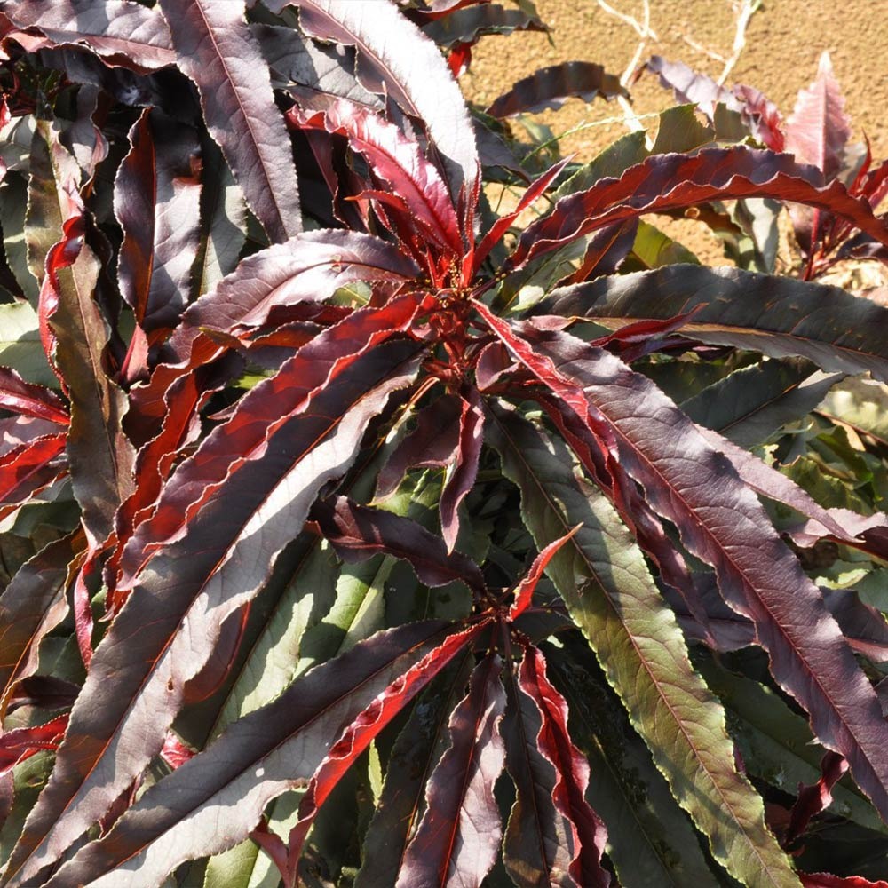 Ruby RuffleTM Patio Peach Tree