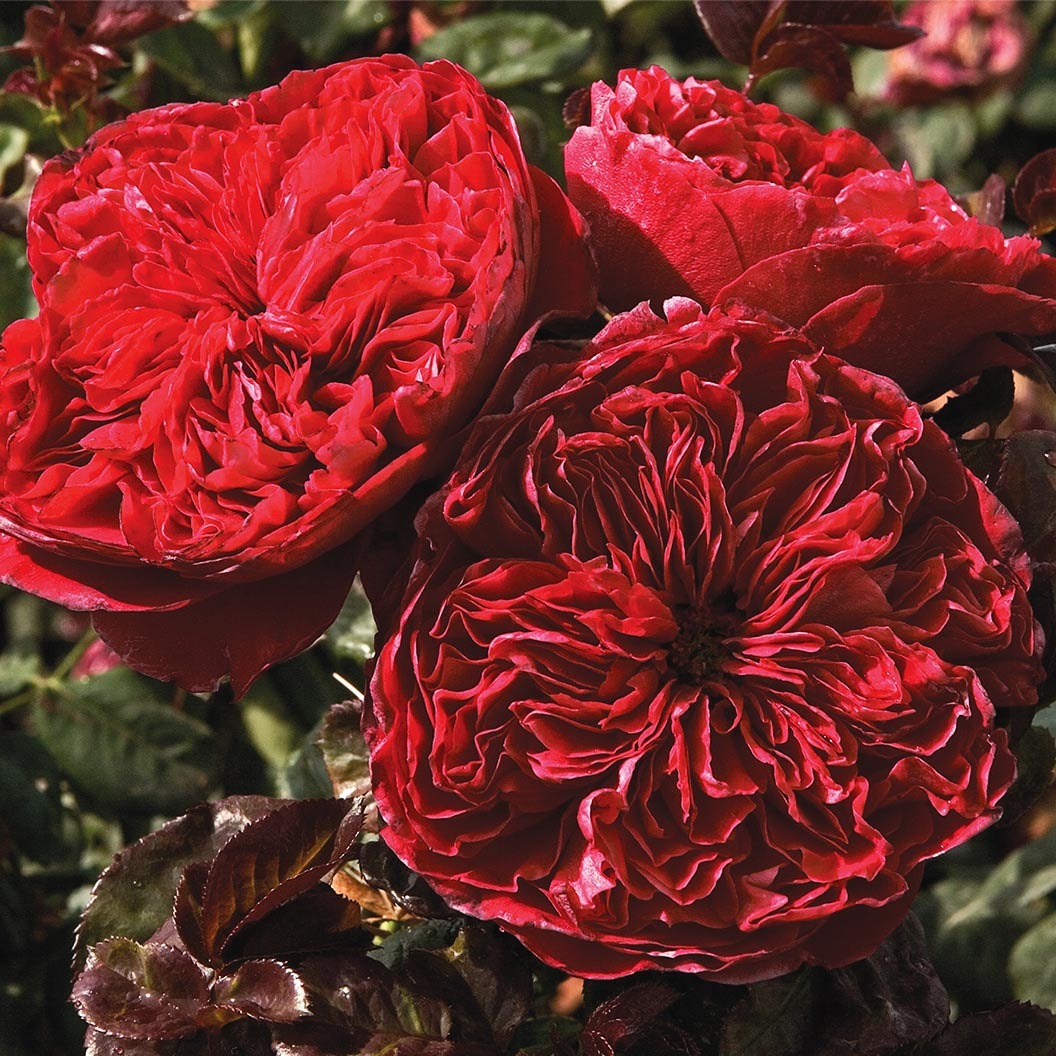 Rouge RoyaleTM Rose