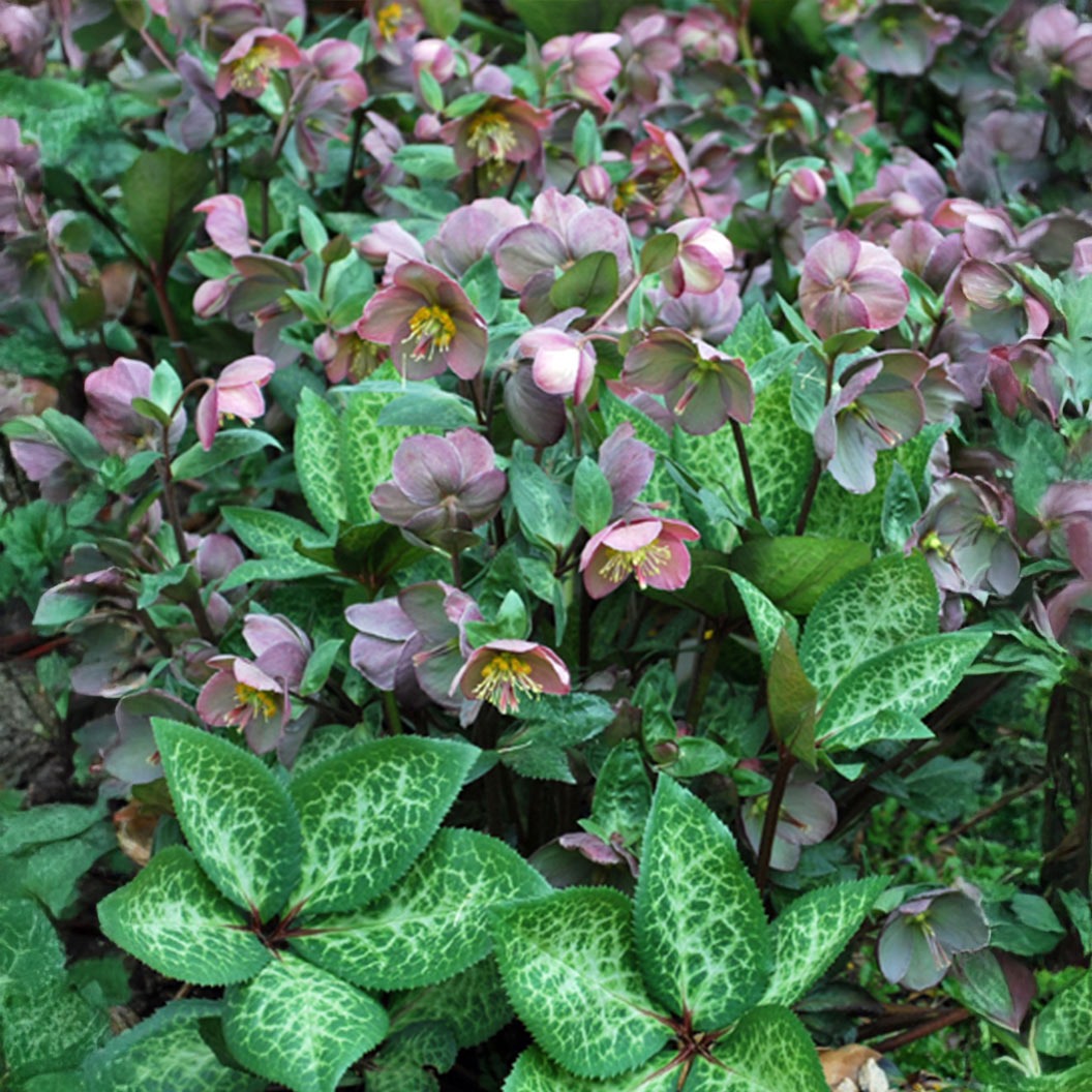FrostKissTM Penny's Pink® Hellebore
