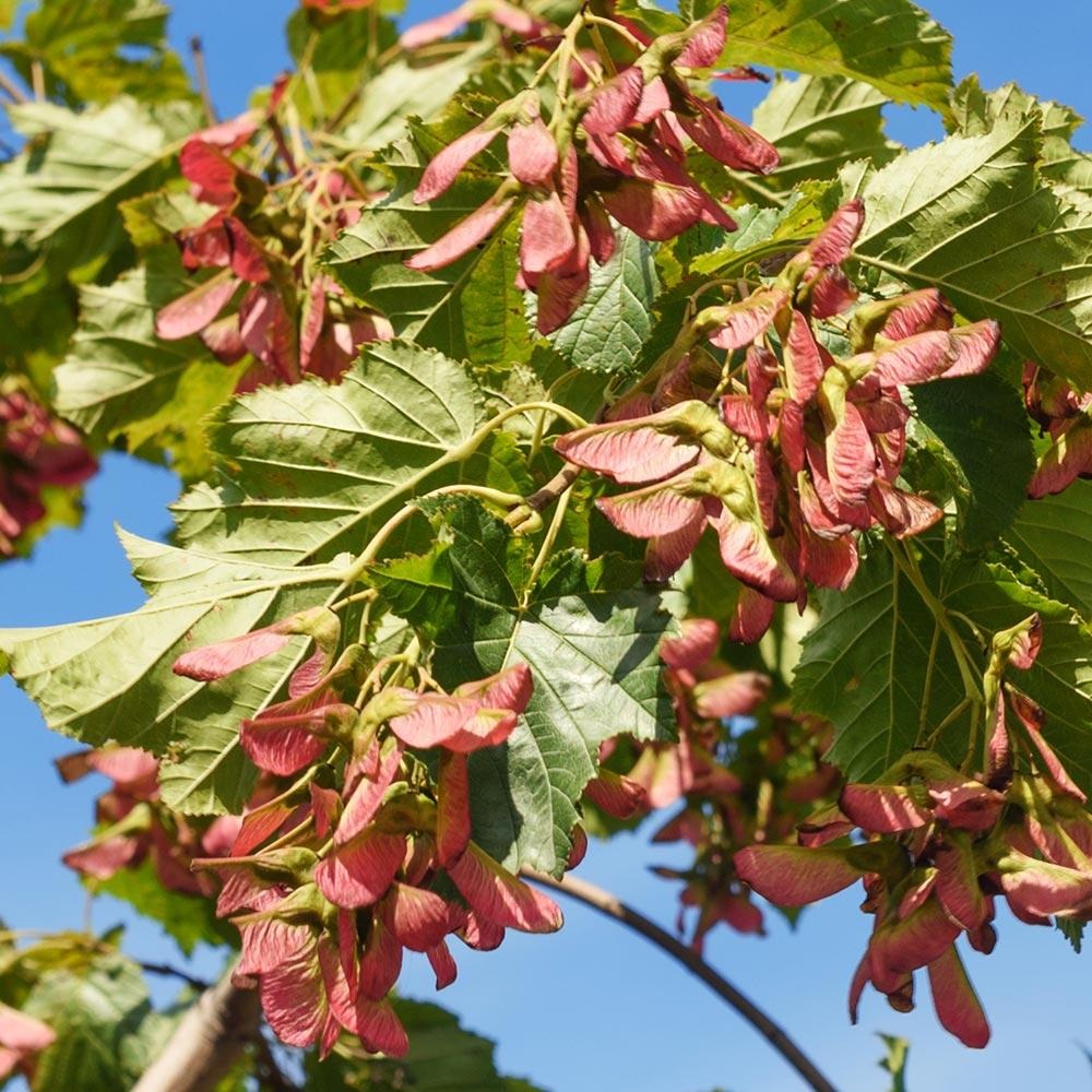 Flame Amur Dwarf Maple Tree