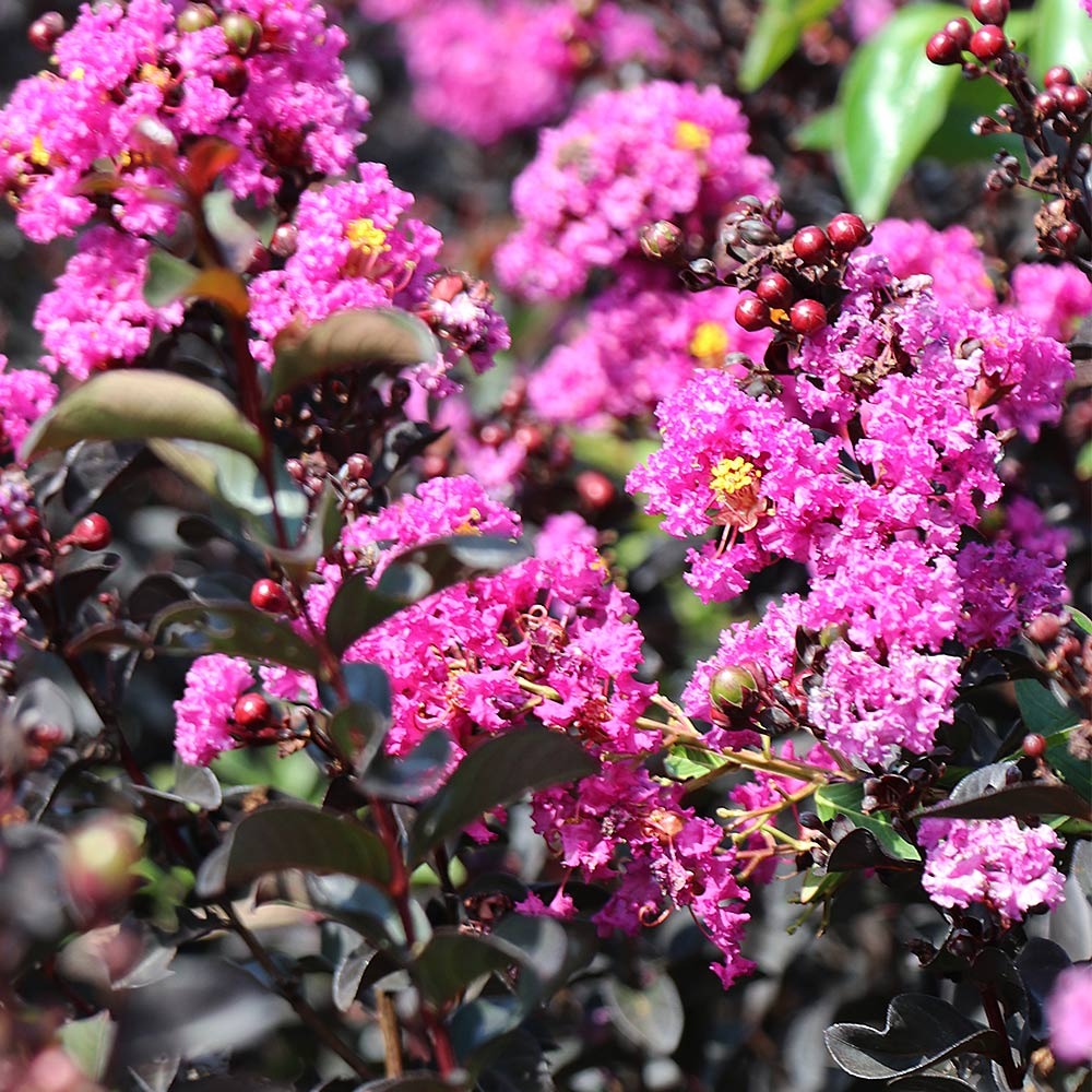 Black Diamond® Purely PurpleTM Crape Myrtle Tree