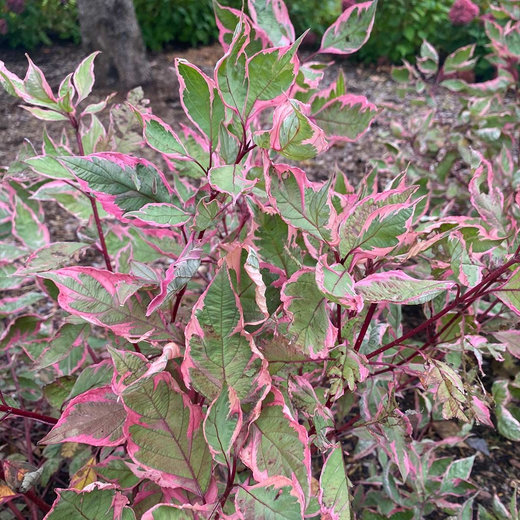 Proven Winners® Sgt. PepperTM Dogwood Bush