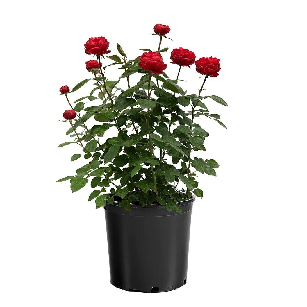 TiamoTM Rose Shrub