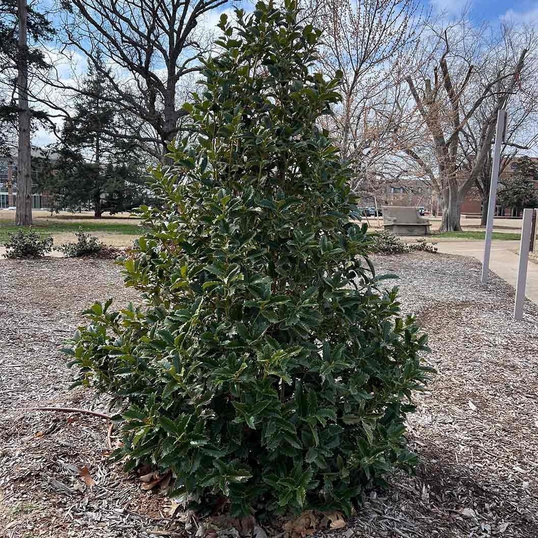 My LadyTM Holly Bush