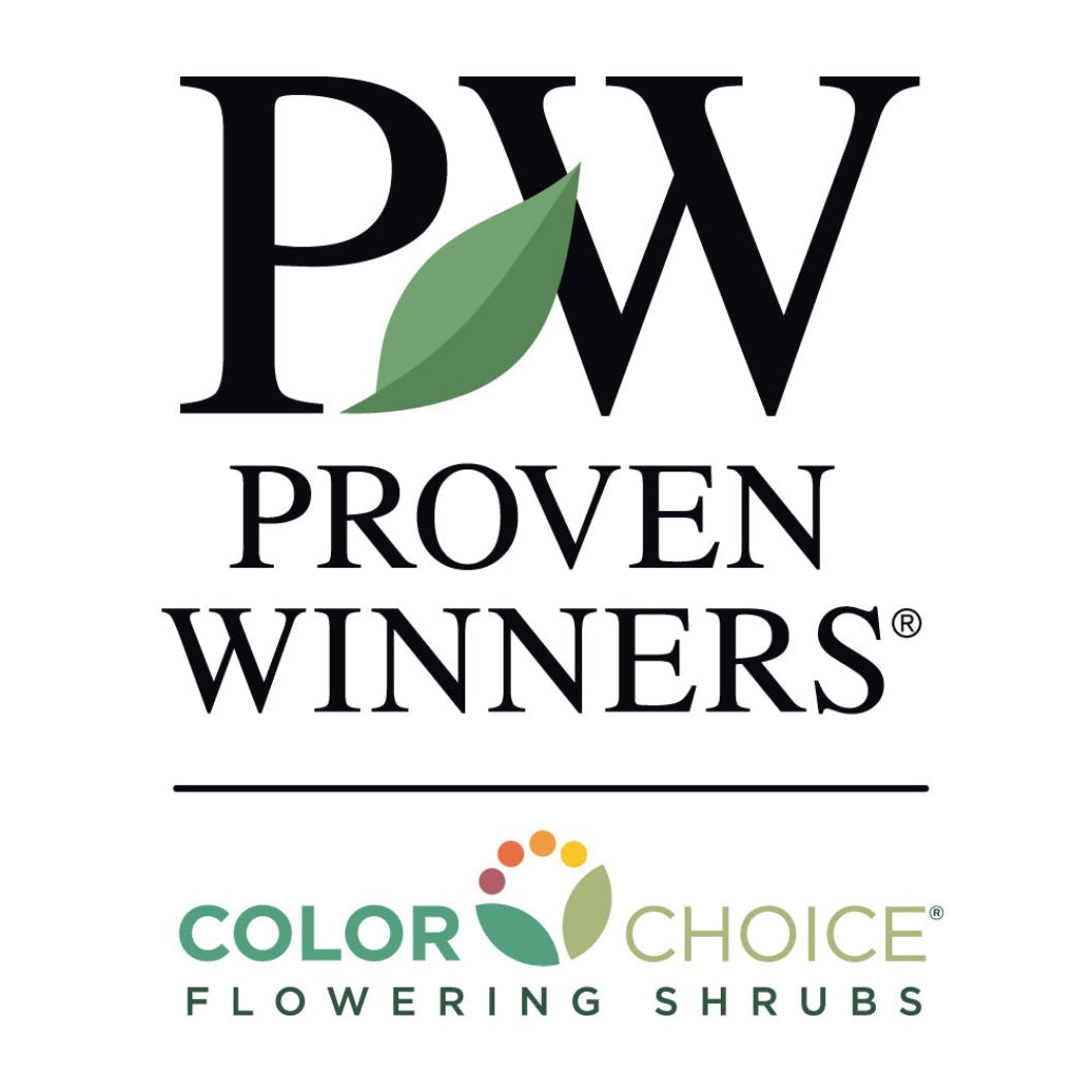 Proven Winners® Cat's Meow Nepeta