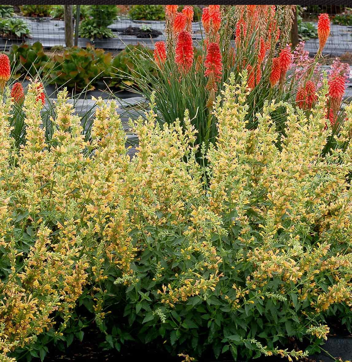 KudosTM Yellow Agastache Plant