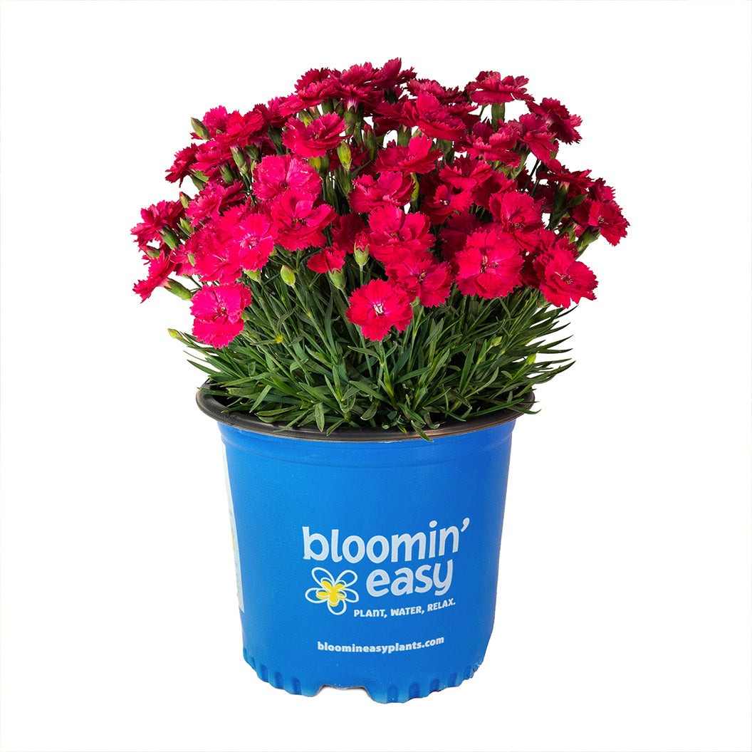 Glamour TimeTM Dianthus Plant