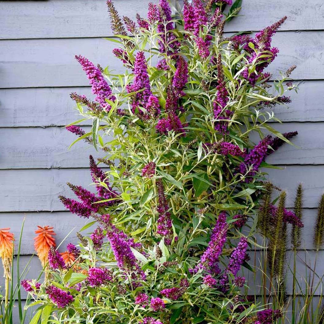Southern Living® Magenta Butterfly TowersTM Butterfly Bush