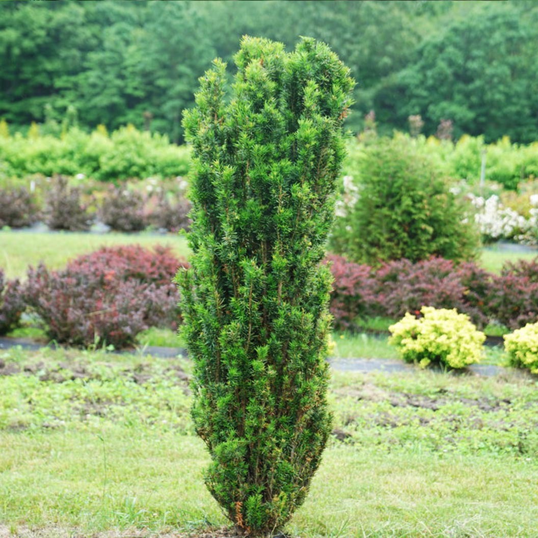 Proven Winners® Stonehenge Skinny® Yew Shrub