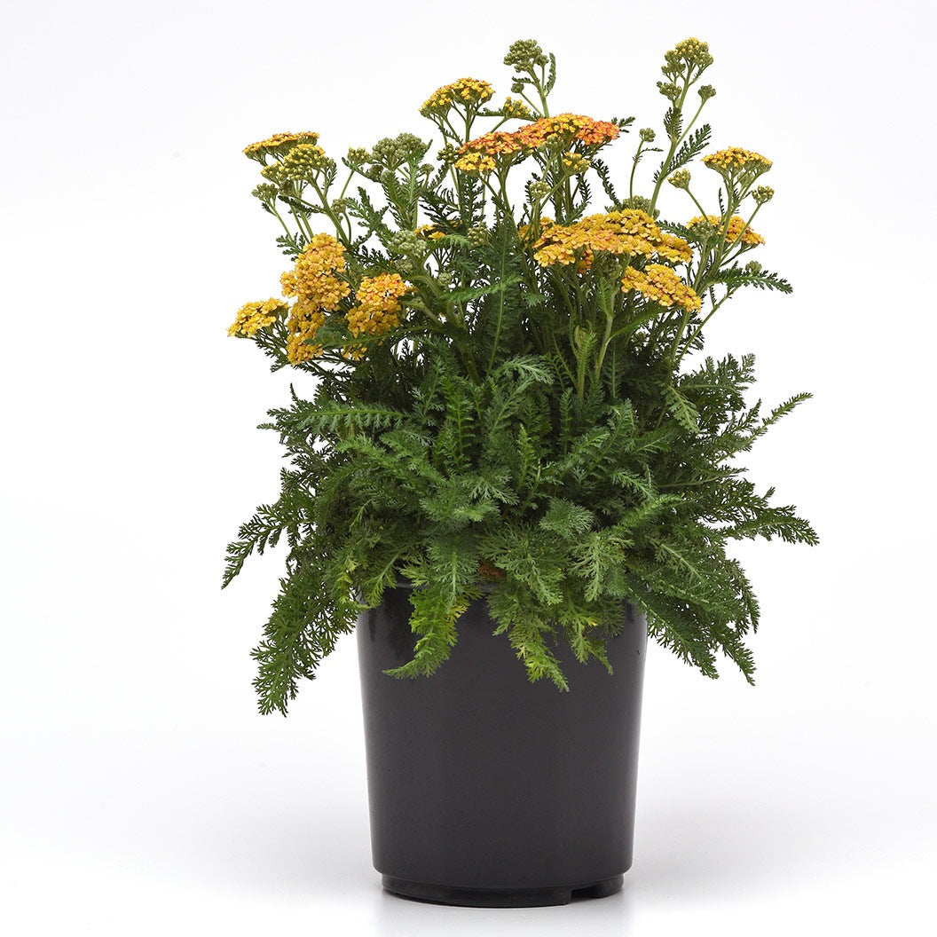 Milly RockTM Yellow Terracotta Yarrow Plant