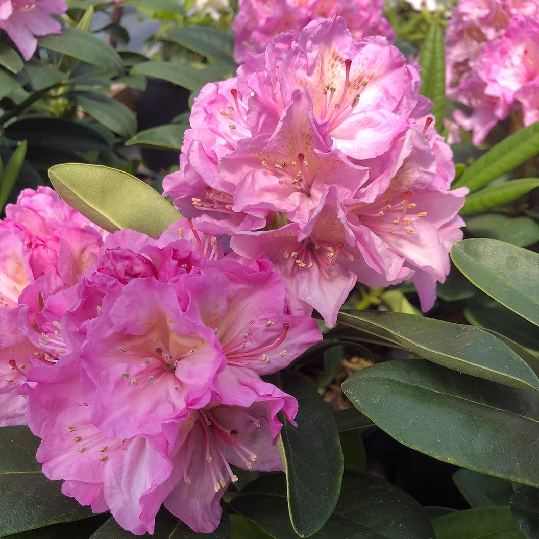 Holden'sTM Pink Hybrid Rhododendron Shrub