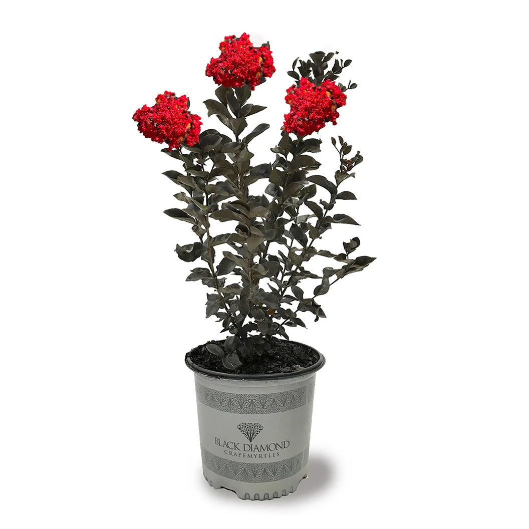Black Diamond® Crimson RedTM Crape Myrtle