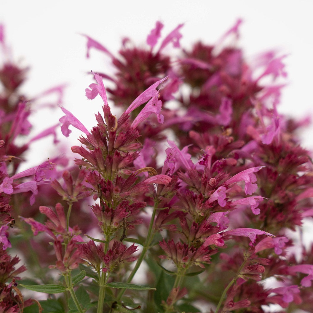 SummerlongTM Magenta Agastache Plant