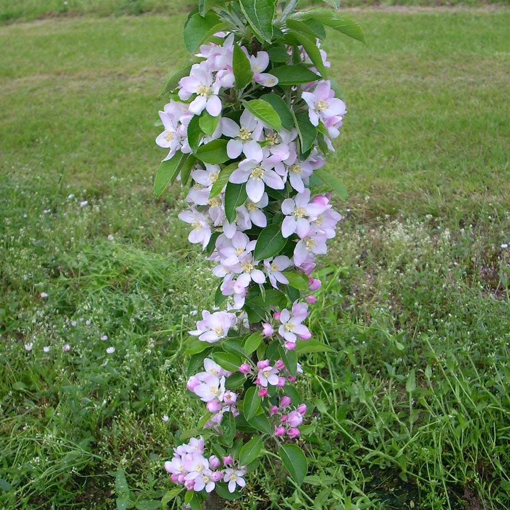 Fruit Snacks® Golden TreatTM Columnar Apple Tree