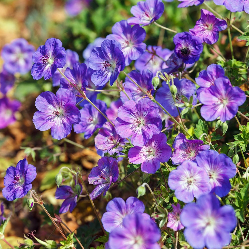 Geranium Rozanne