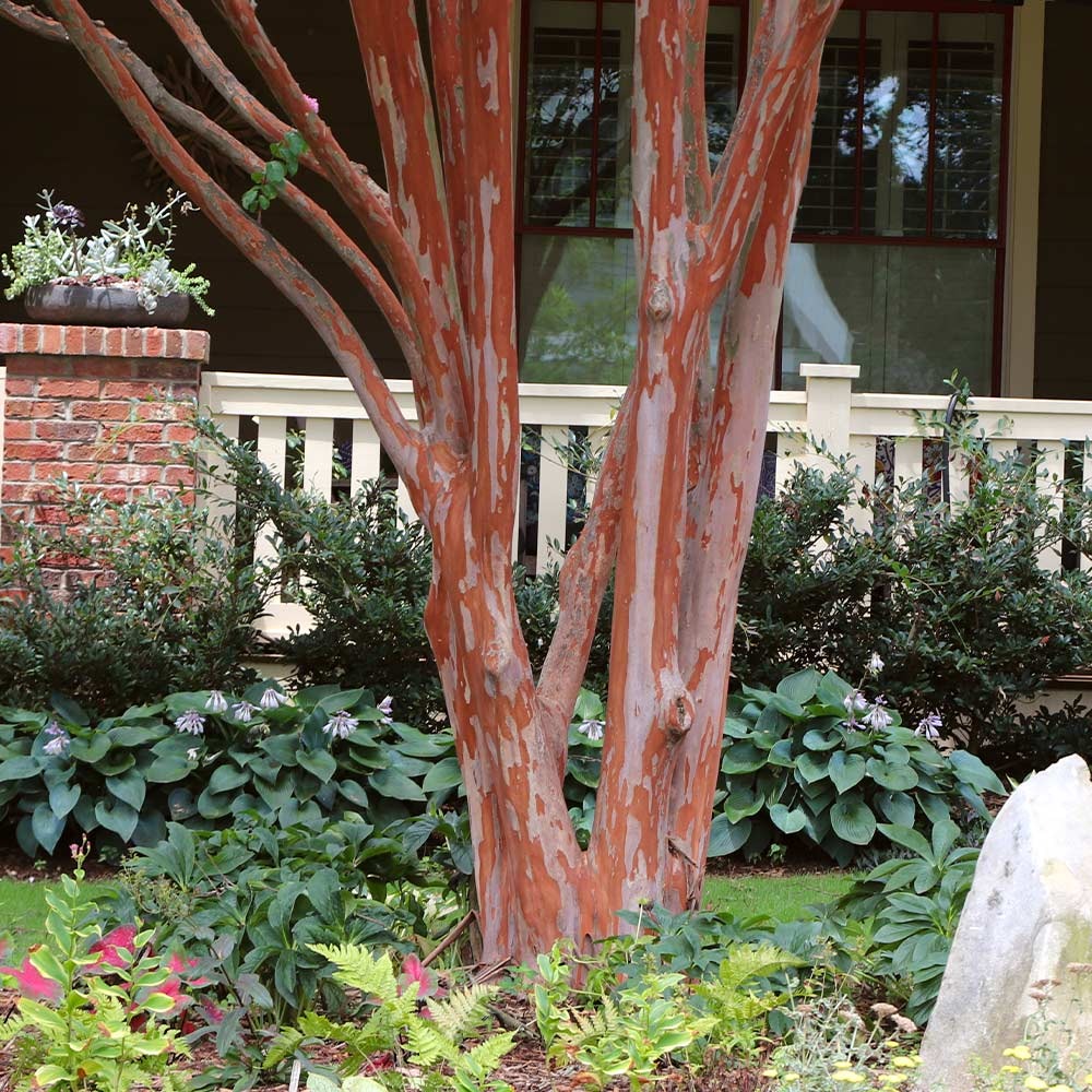 Southern Living® ColoramaTM Scarlet Crape Myrtle Tree