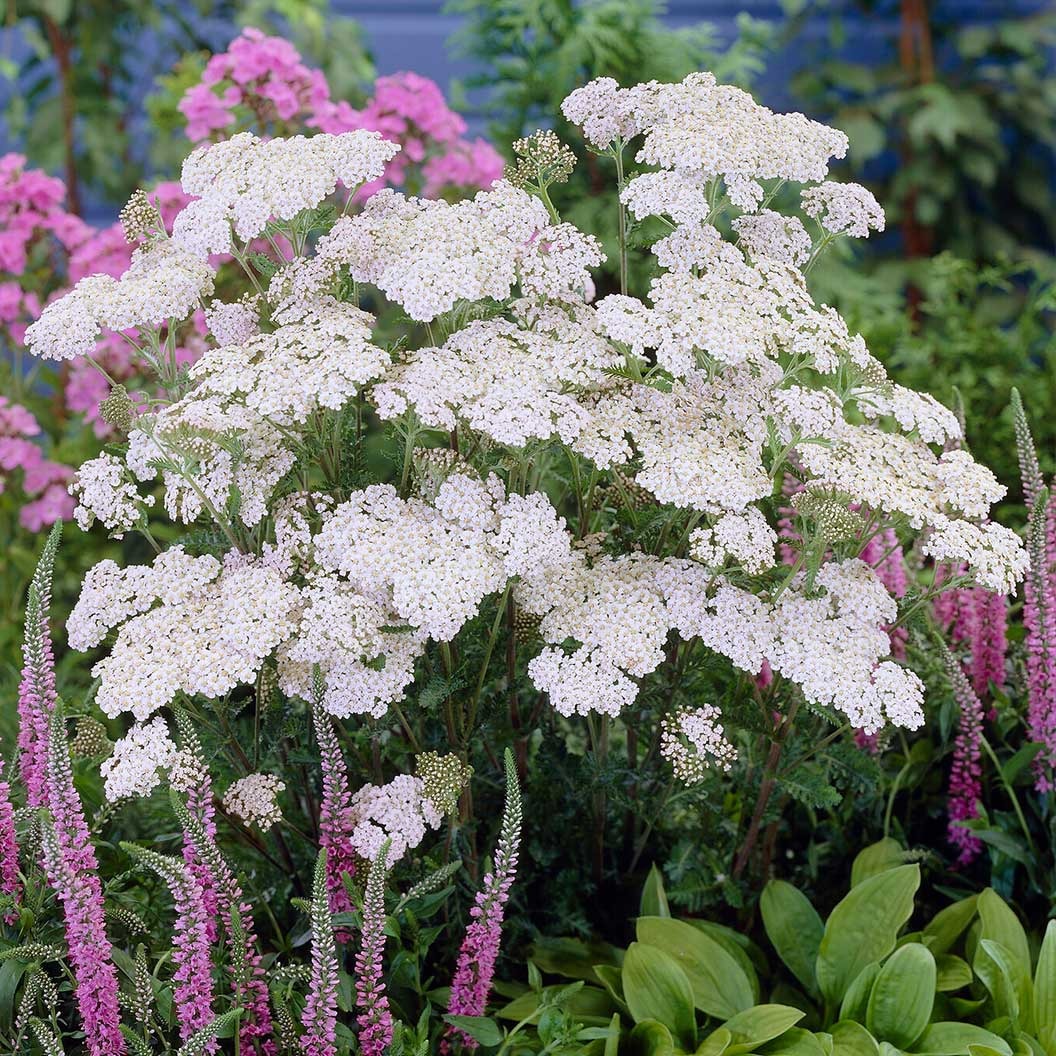 New VintageTM White Yarrow Plant
