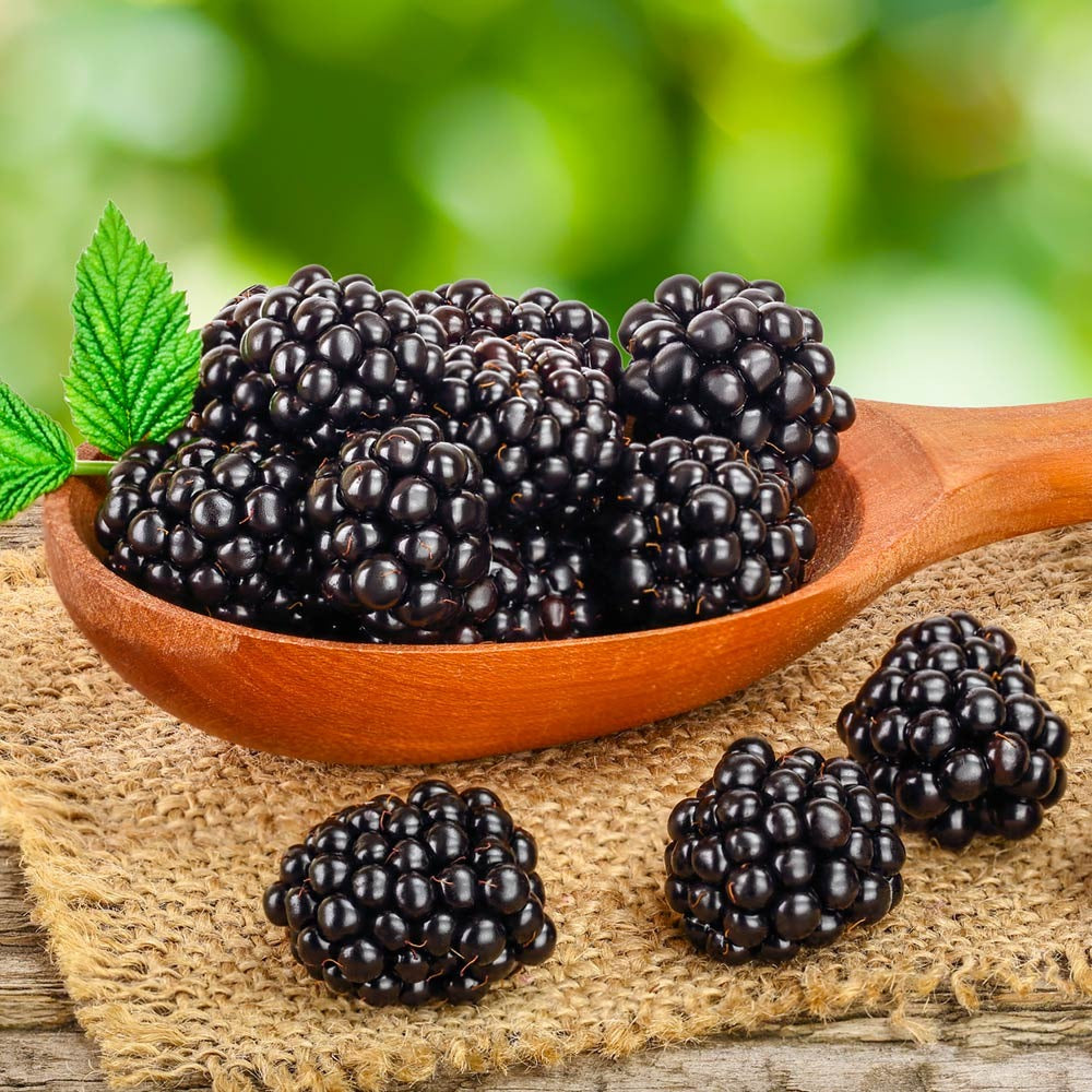 Navaho Thornless Blackberry Bush