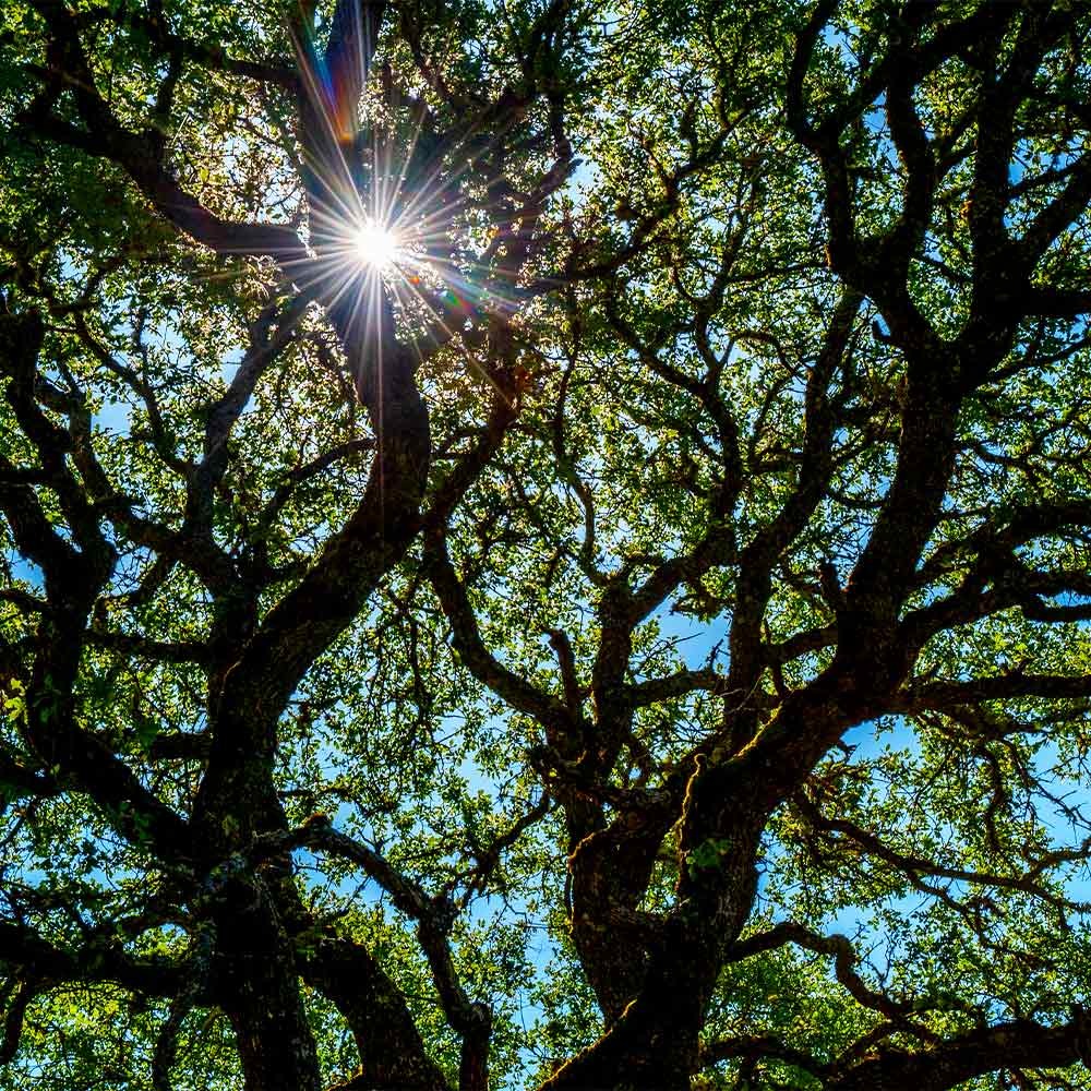 Live Oak Tree