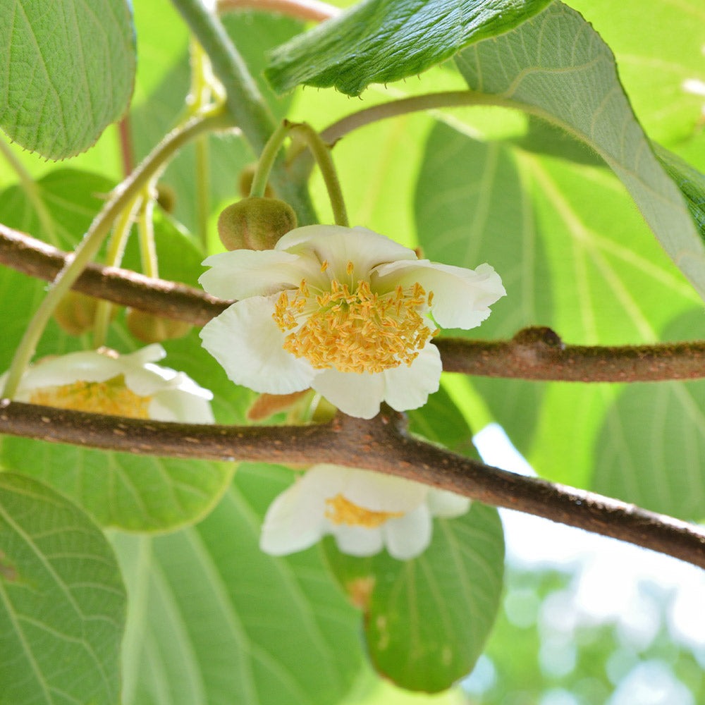 2-in-1 Fuzzy Kiwi Vine
