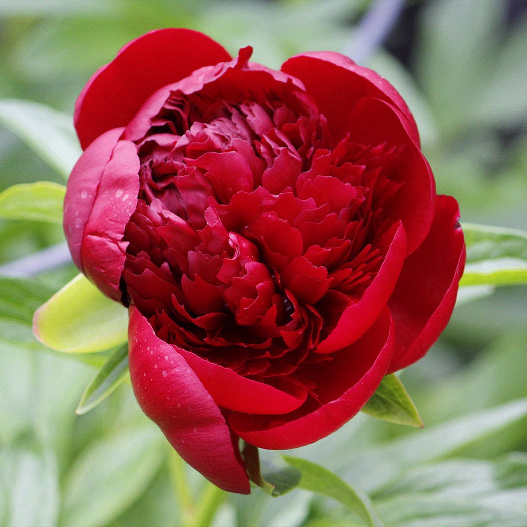 Red Charm Peony