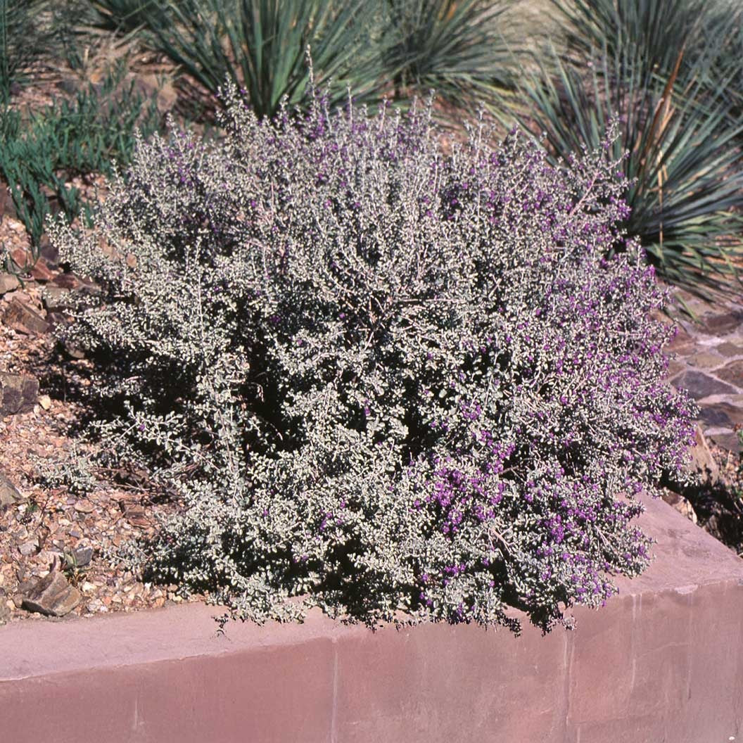 Laredo Texas Sage Shrub