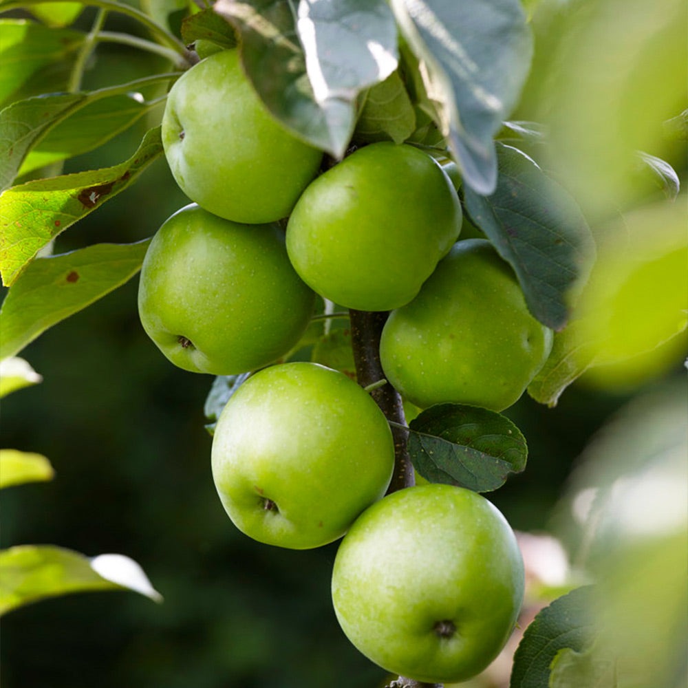 Fruit Snacks® Tangy GreenTM Columnar Apple Tree