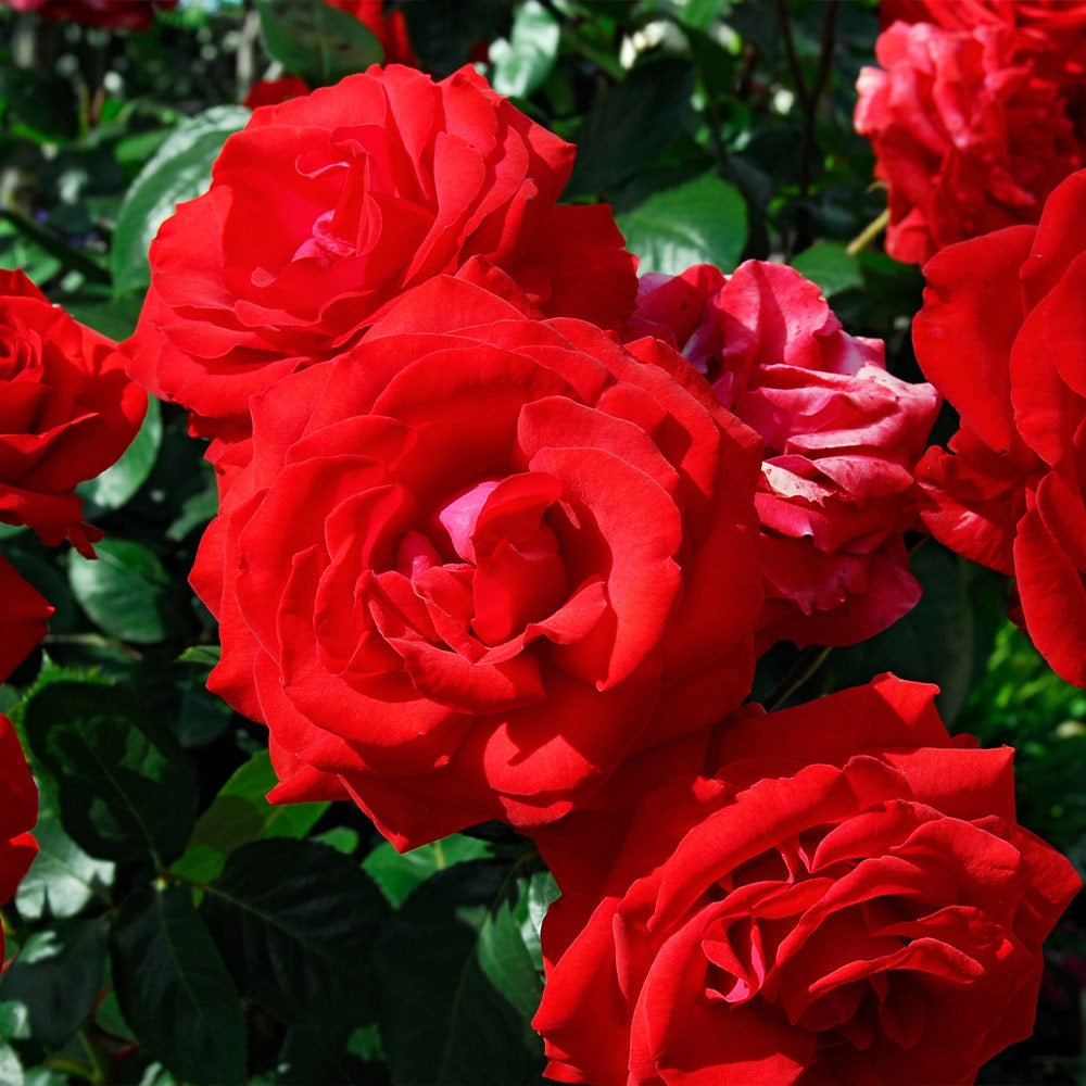 The Grand ChampionTM Rose Shrub