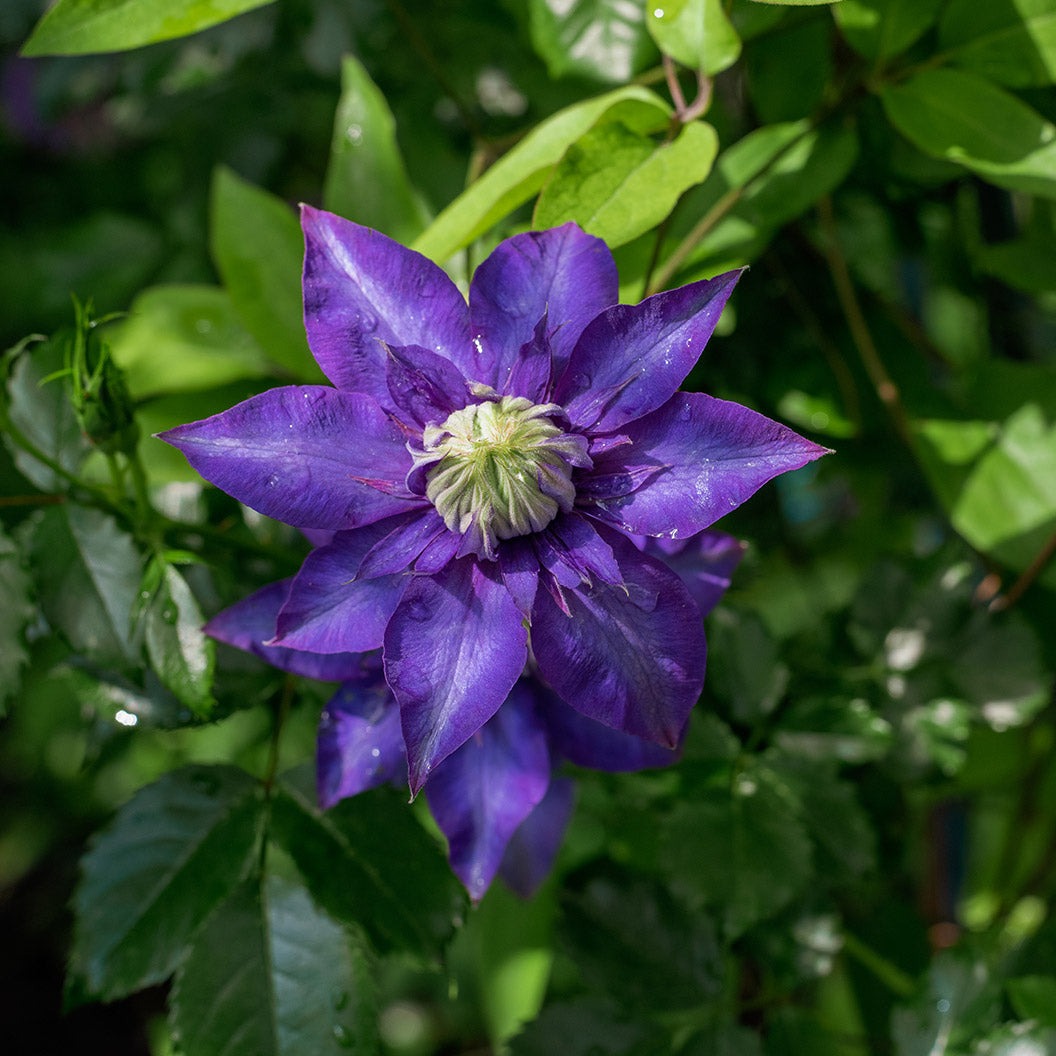 Clematis VancouverTM Blue Lion Vine