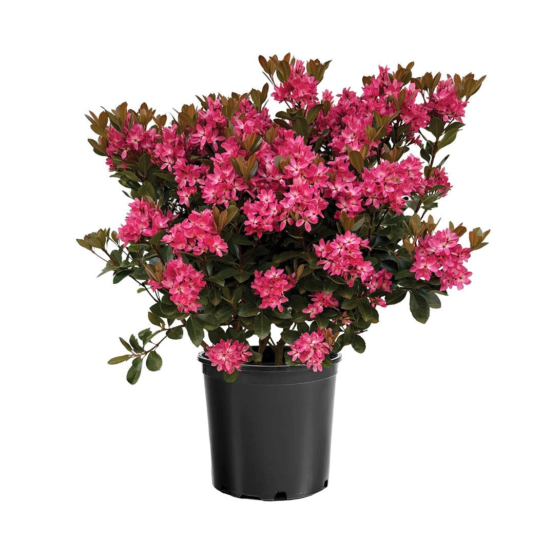 Pink PearlTM Improved Indian Hawthorne Shrub