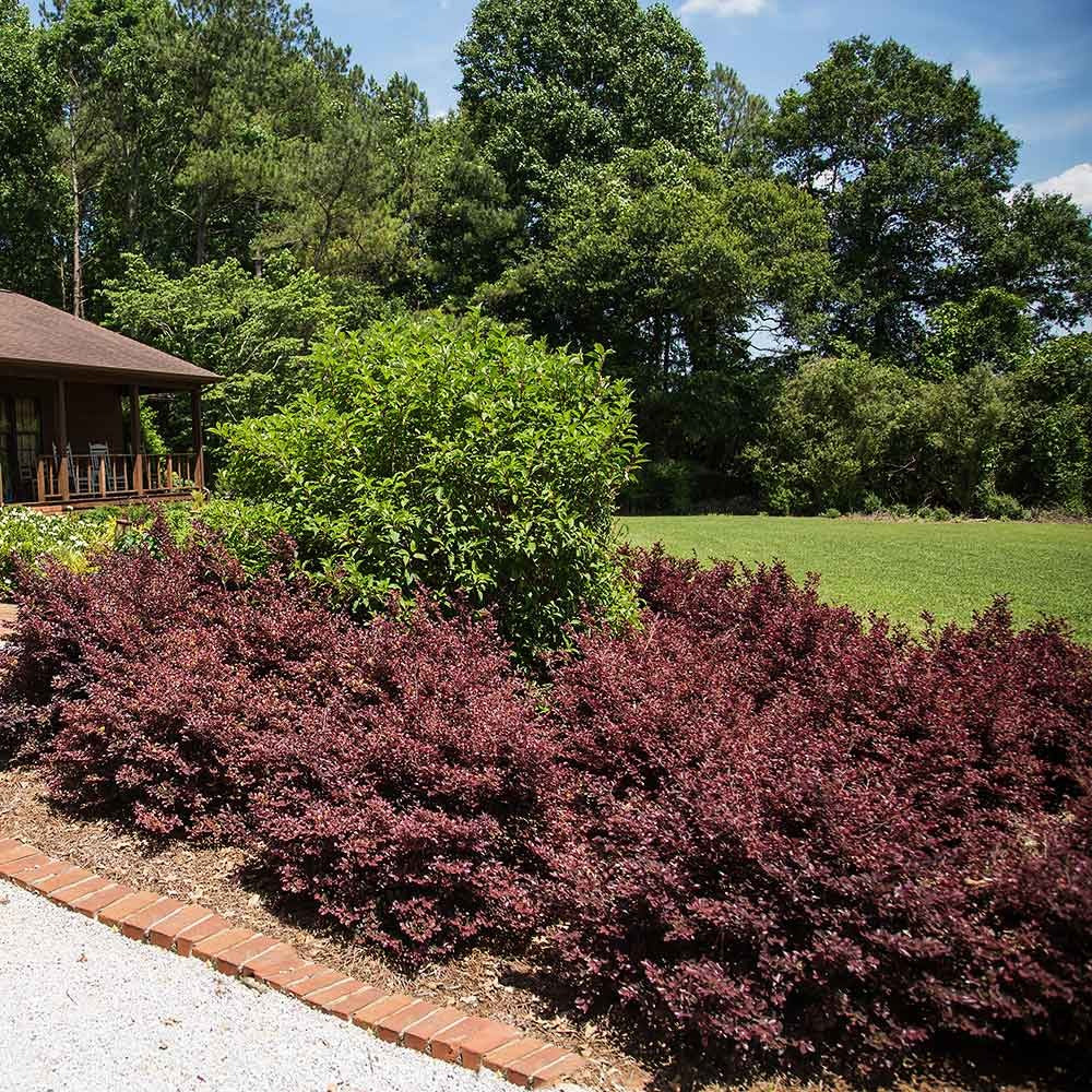 Crimson FireTM Loropetalum Shrub