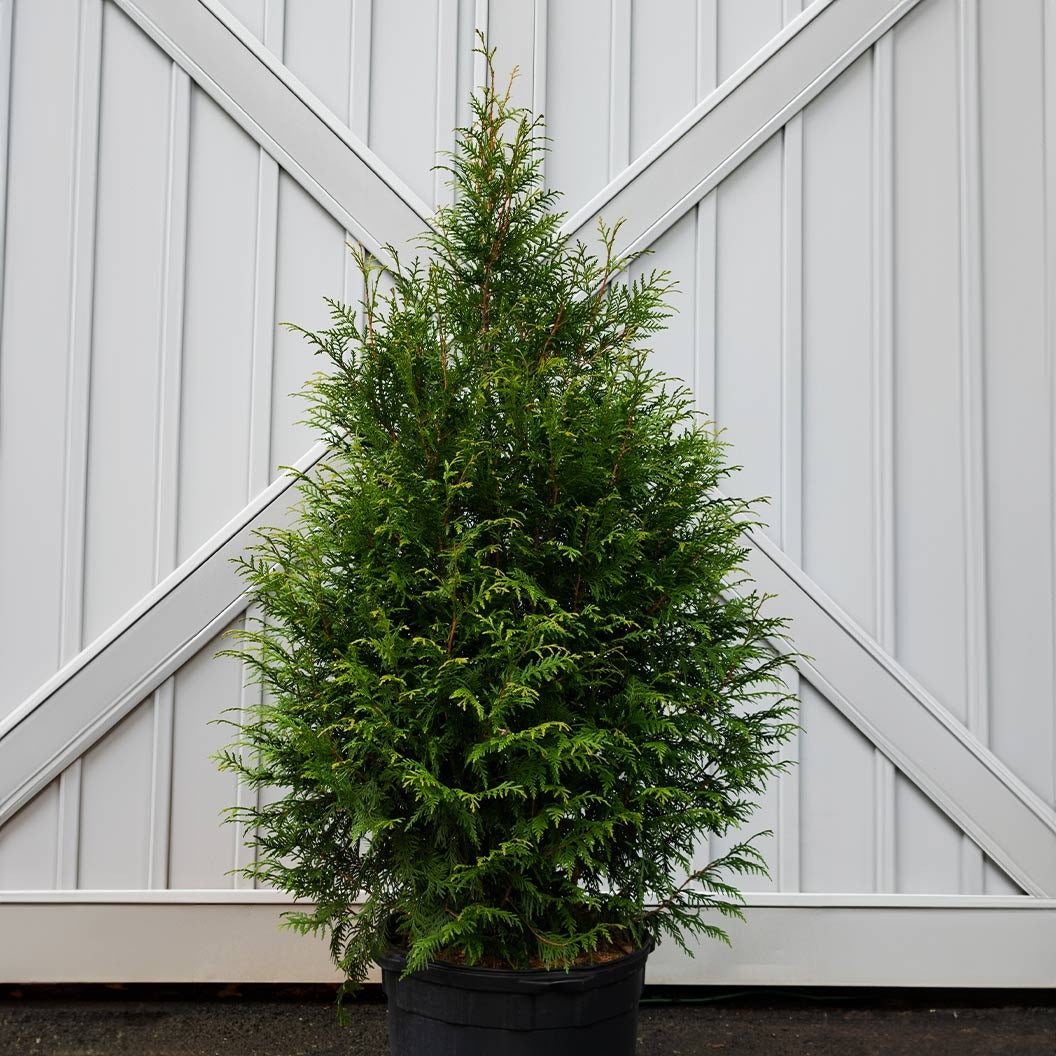 LeprechaunTM Arborvitae Tree