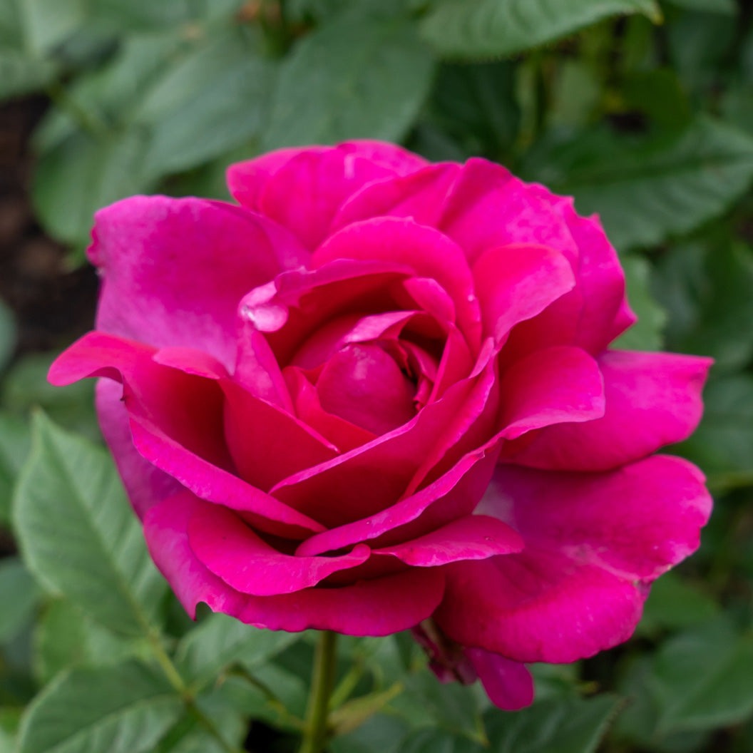 Perfume FactoryTM Hybrid Tea Rose Bush