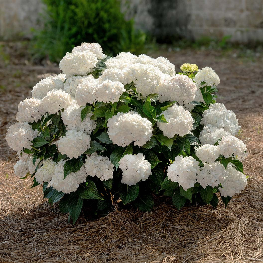 Endless Summer® DreamcloudTM Hydrangea