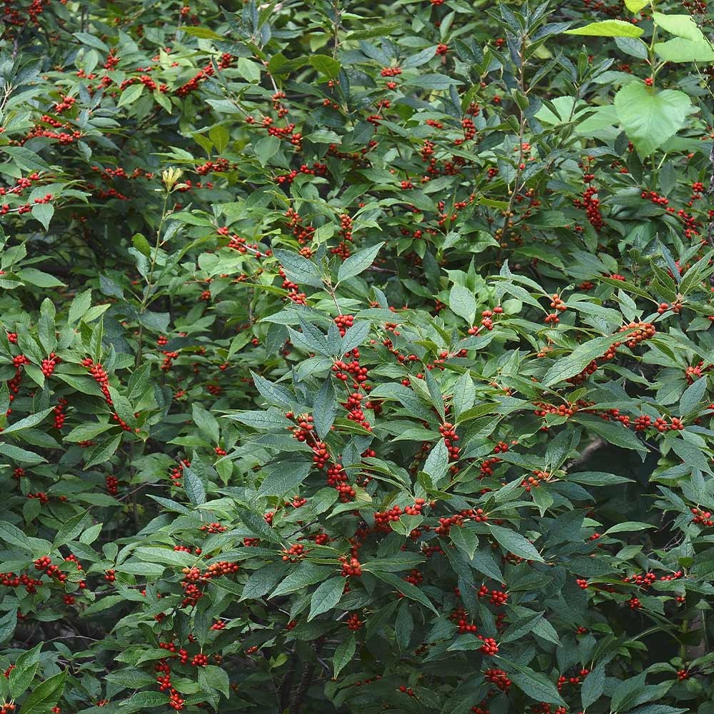 Winter Red Winterberry Holly Shrub
