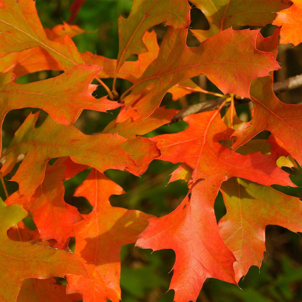 Scarlet LetterTM Oak Tree