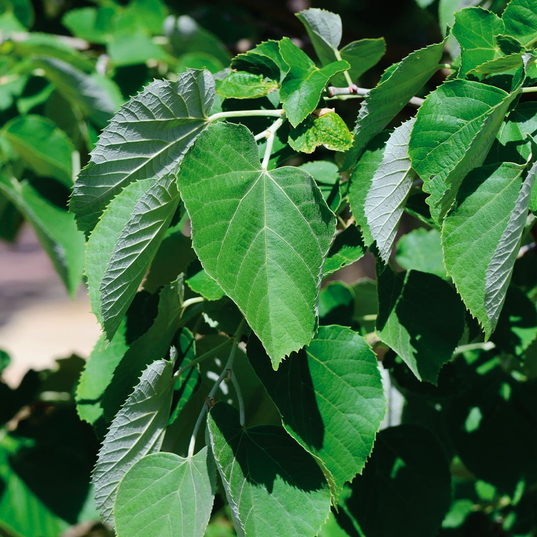 Sterling® Linden Tree