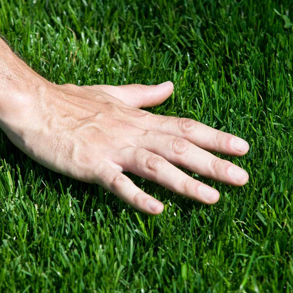 TurboTurfTM Tall Fescue Grass Seed
