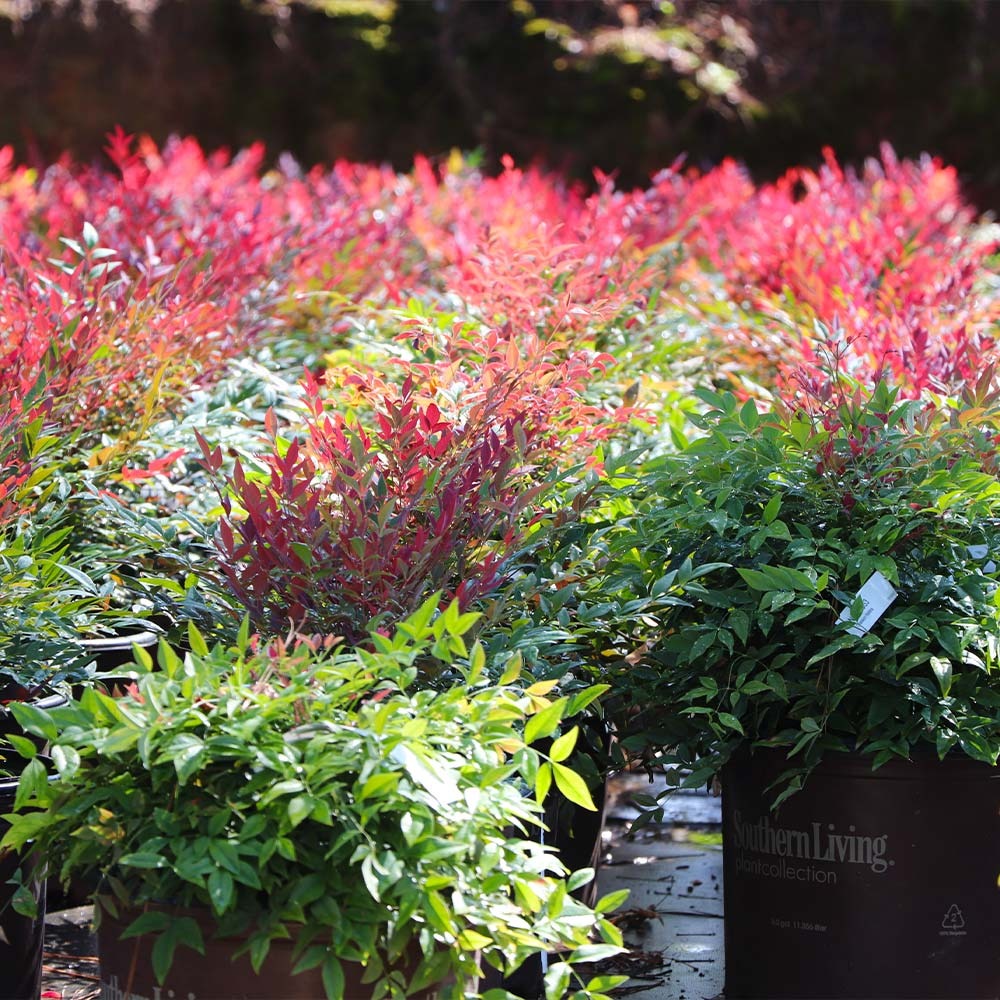Southern Living® ObsessionTM Nandina Shrub