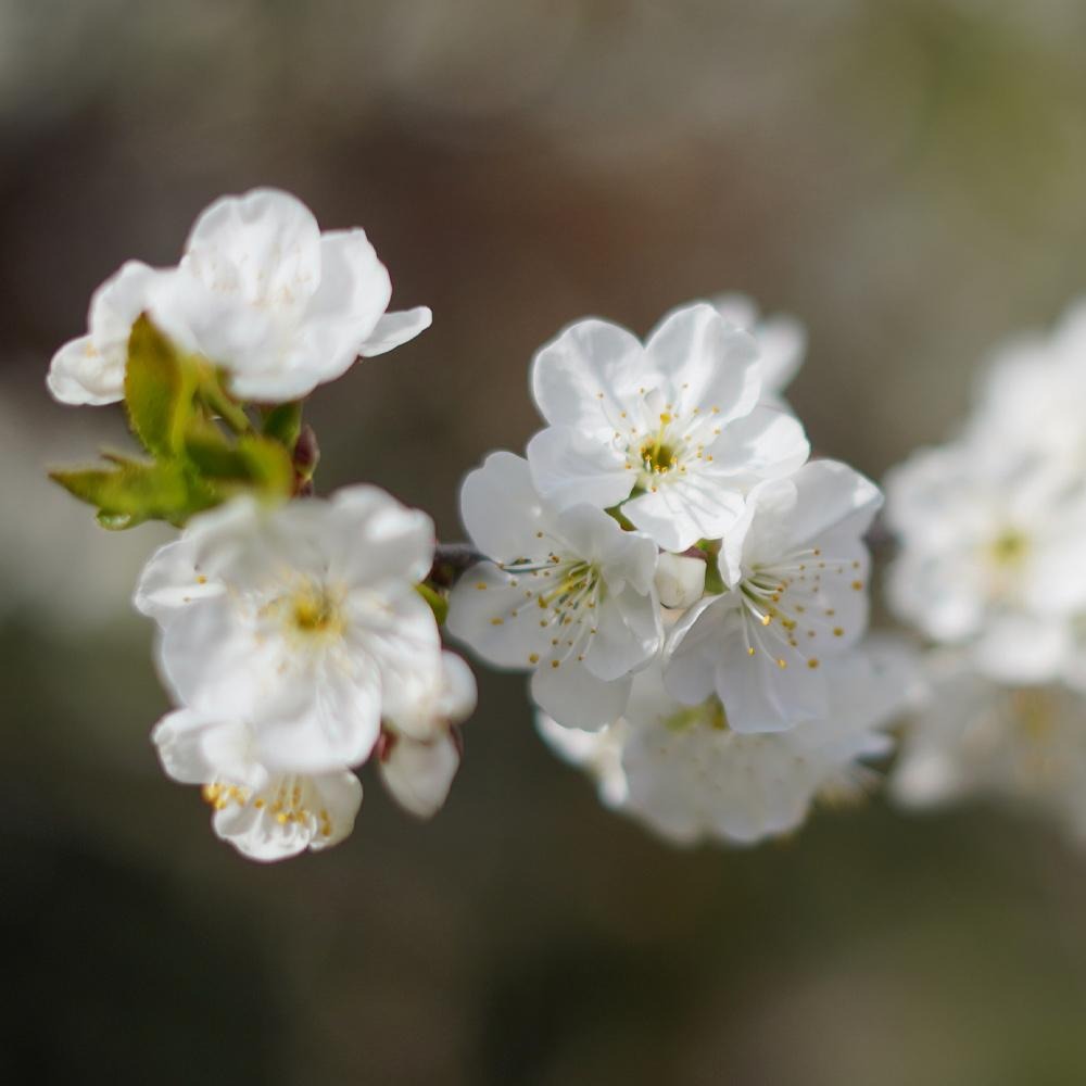 Royal Ann Cherry Tree