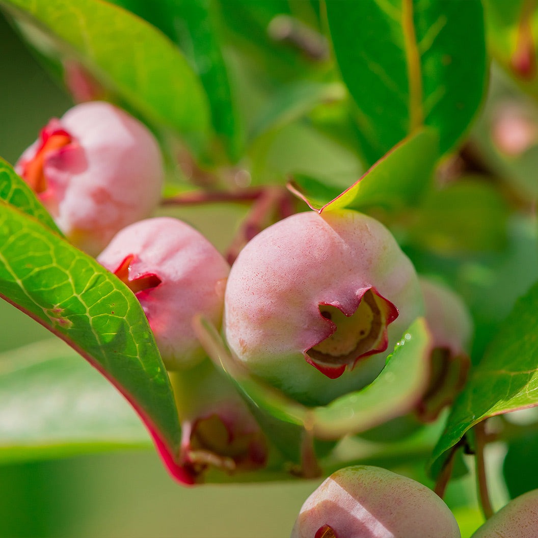 Pink PopcornTM Blueberry Bush