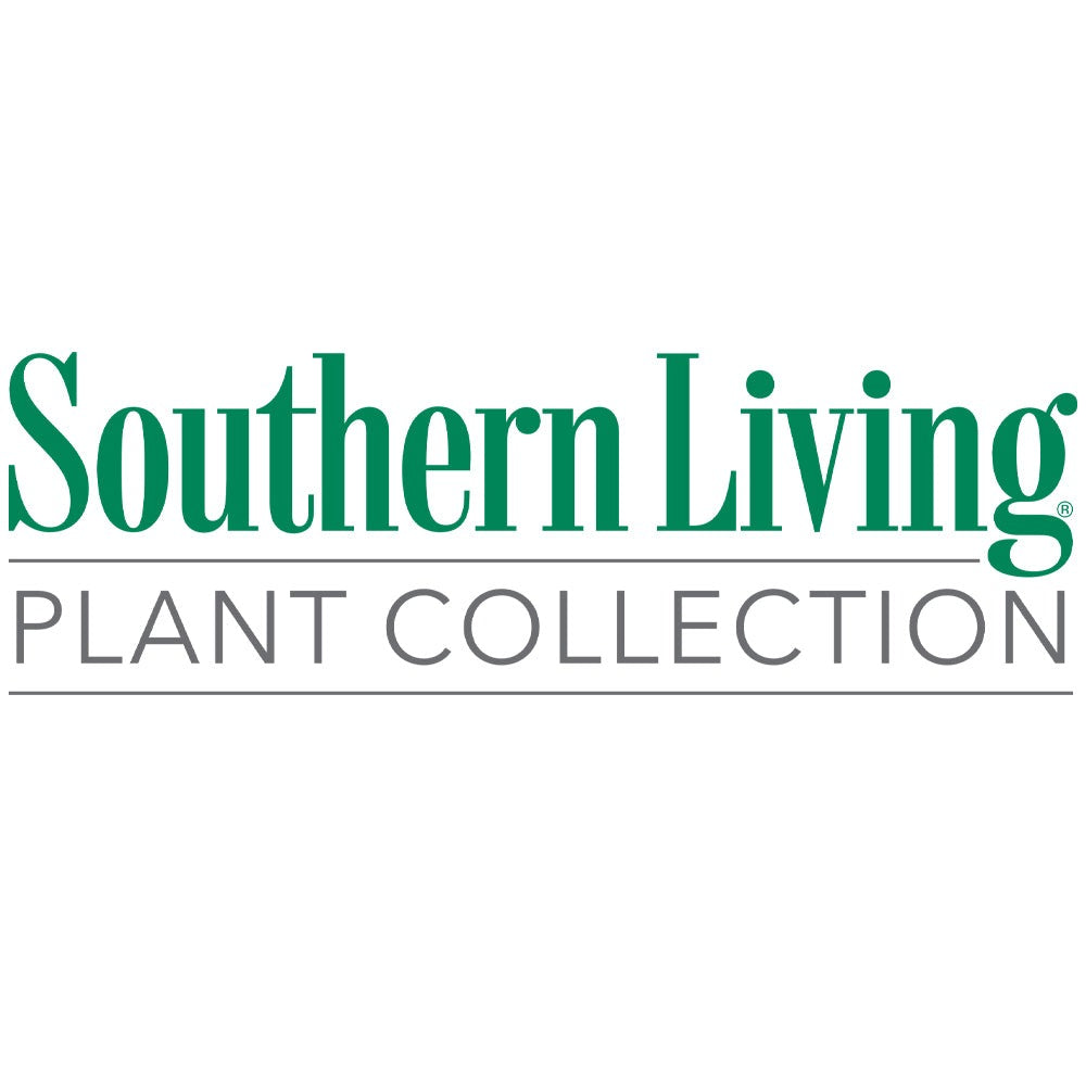 Southern Living® Night LightTM Chamaecyparis Shrub