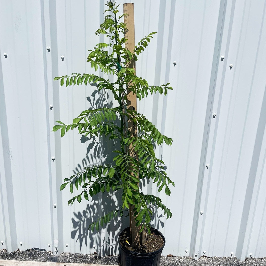 Yellow Hog Plum Tree