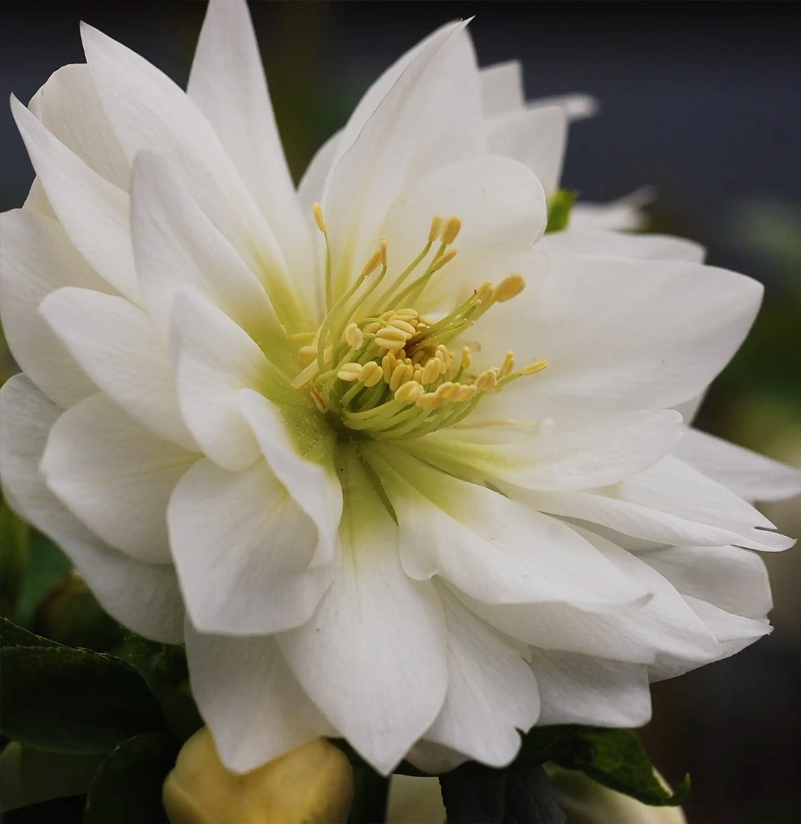Winter Jewels® Sparkling Diamond Lenten Rose Plant